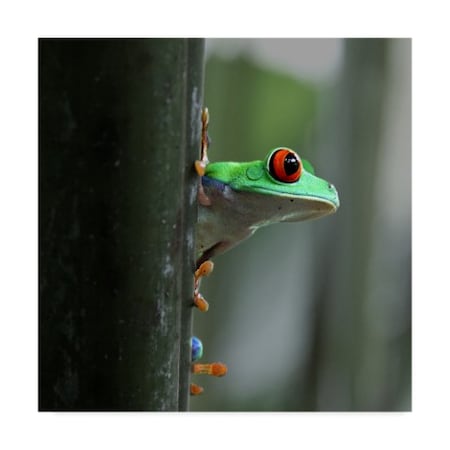 Dana Brett Munach 'Red Eyed Tree Frog' Canvas Art,14x14